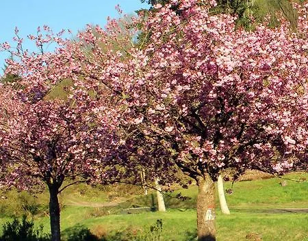 Zur Alten Wagnerei Casa de Férias