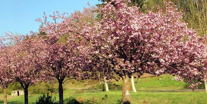 Zur Alten Wagnerei 度假居